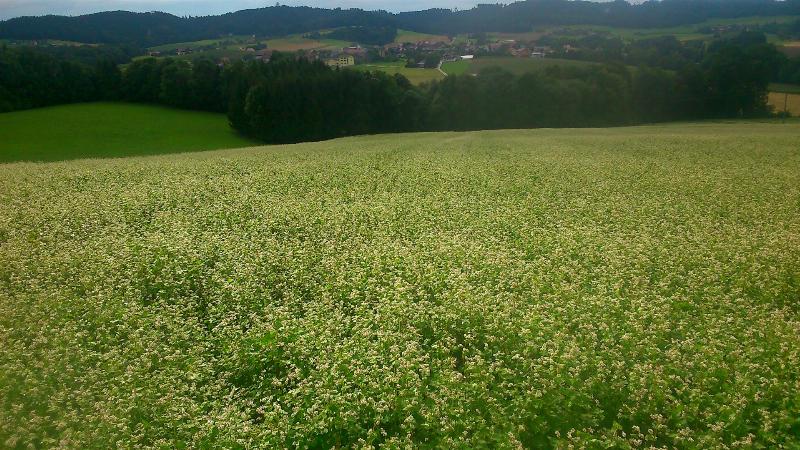 Grnland und Acker gesucht